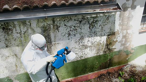 Top rated local Black Mold Remediation specialists in Tacoma, WA